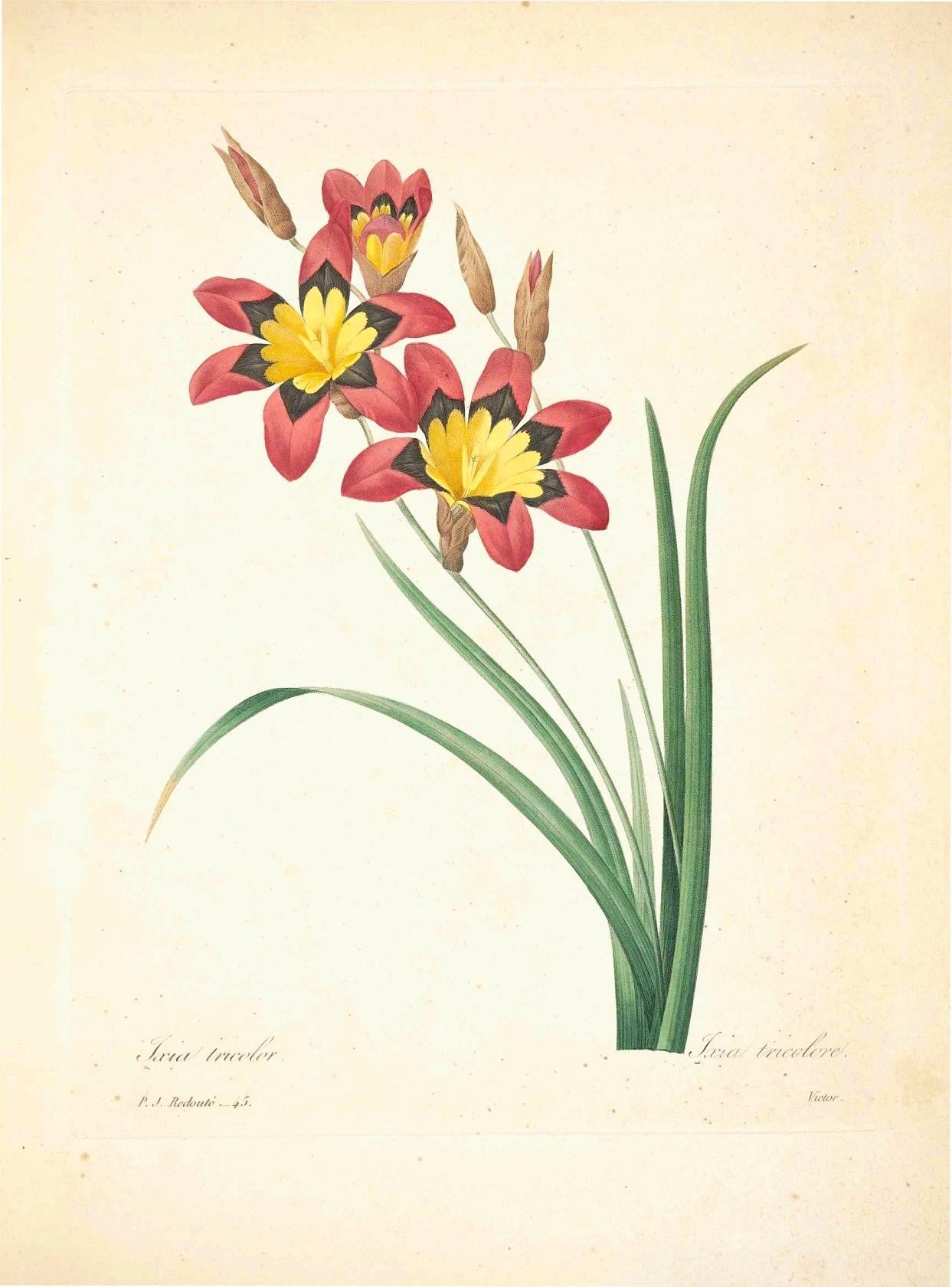 Ixia Tricolore