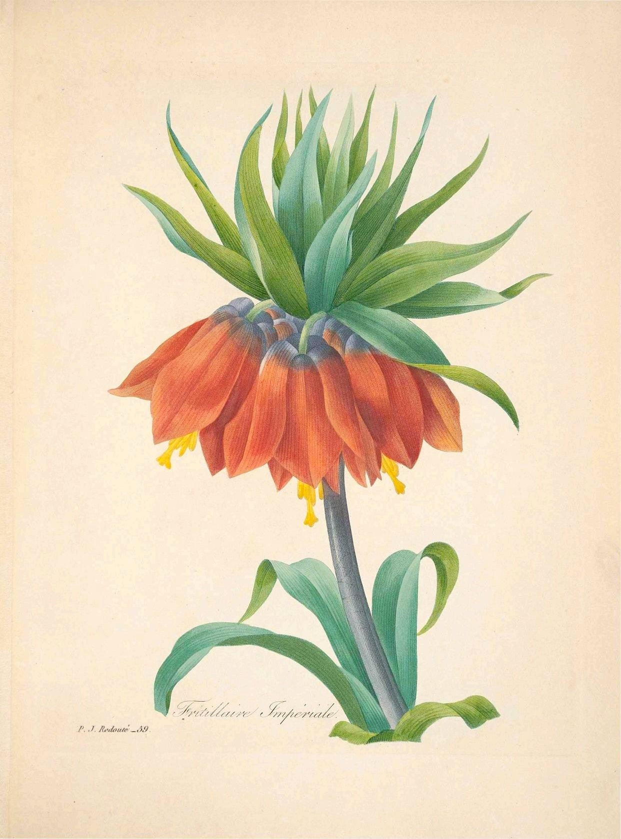 Fritillaire Imperiale