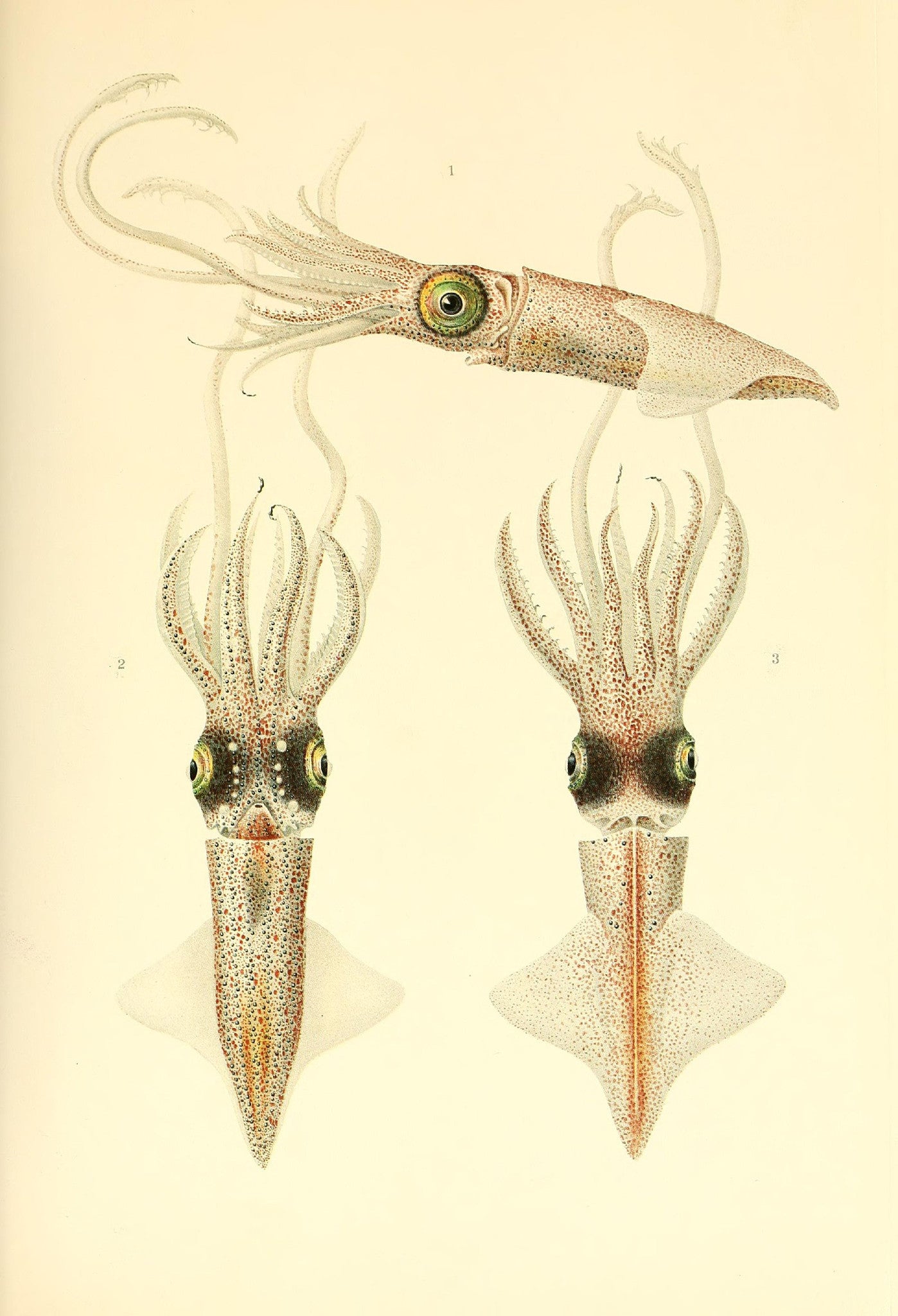 Abraliopsis Morisii