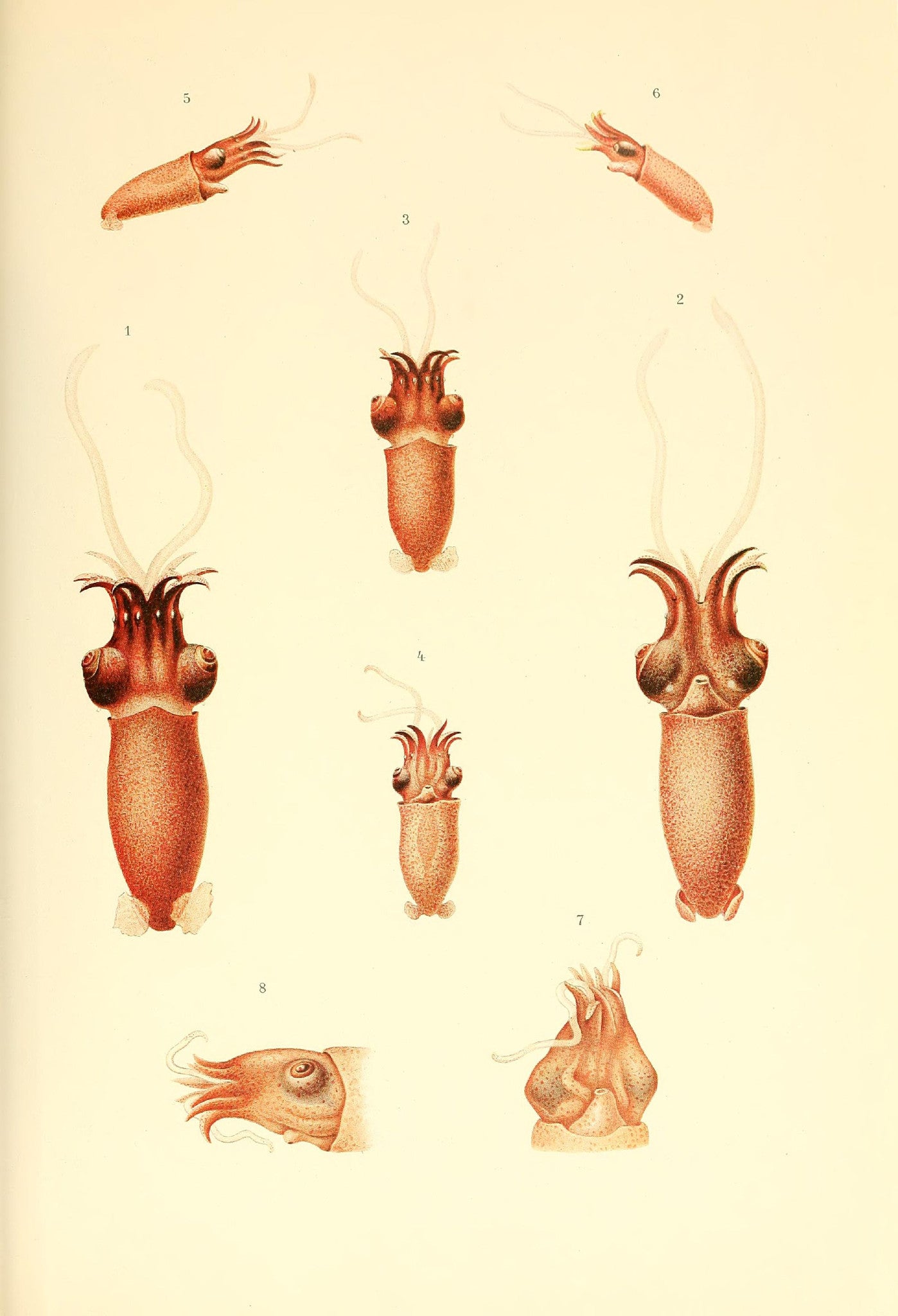 Benthoteuthis Megalops Verrill