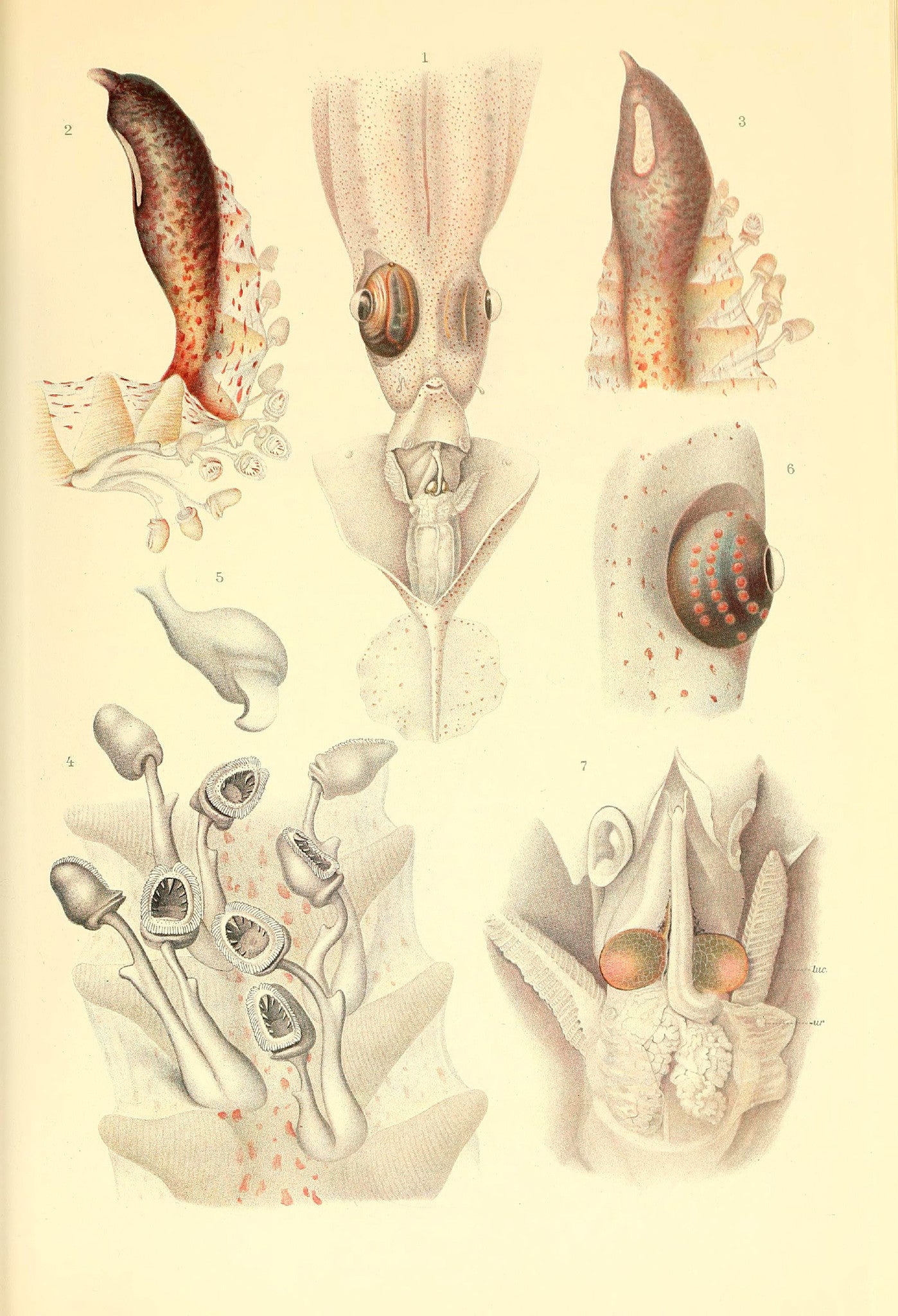 Chiroteuthis
