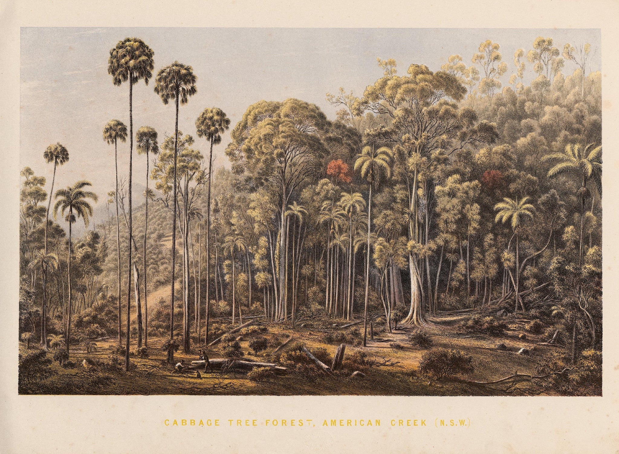 Cabbage Tree Forest