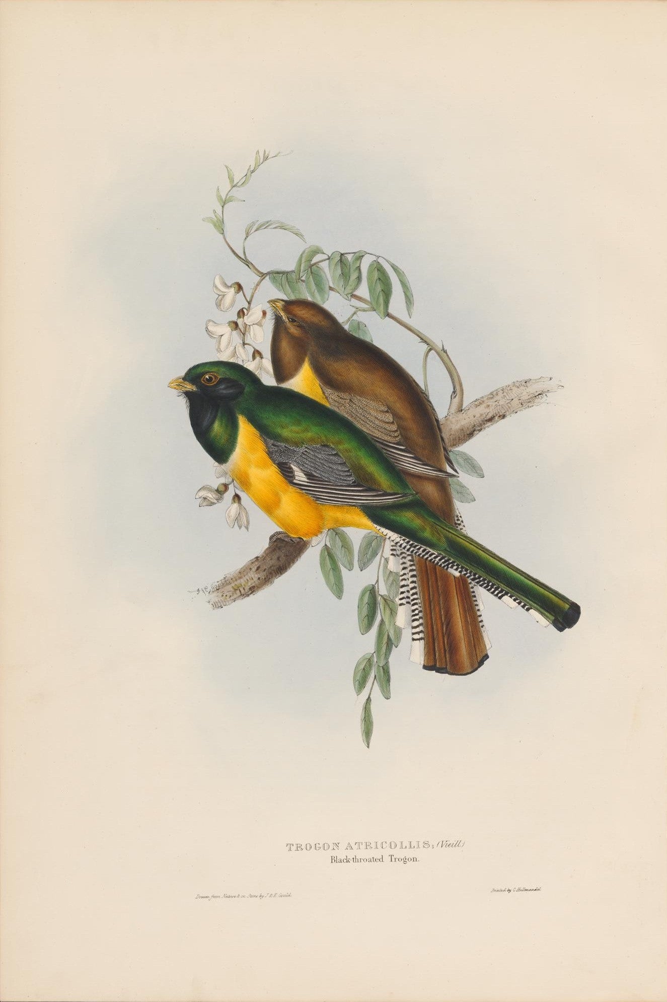 Trogon Atricollis