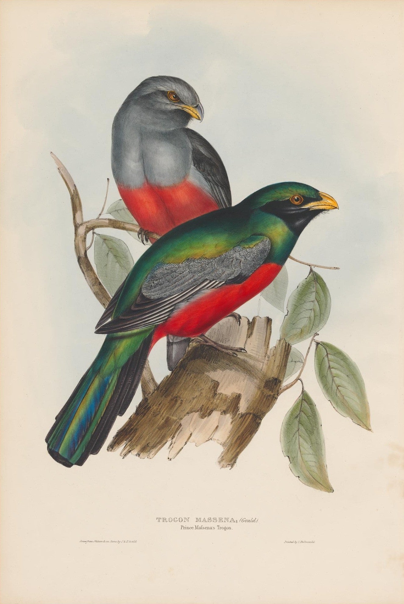 Trogon Massena