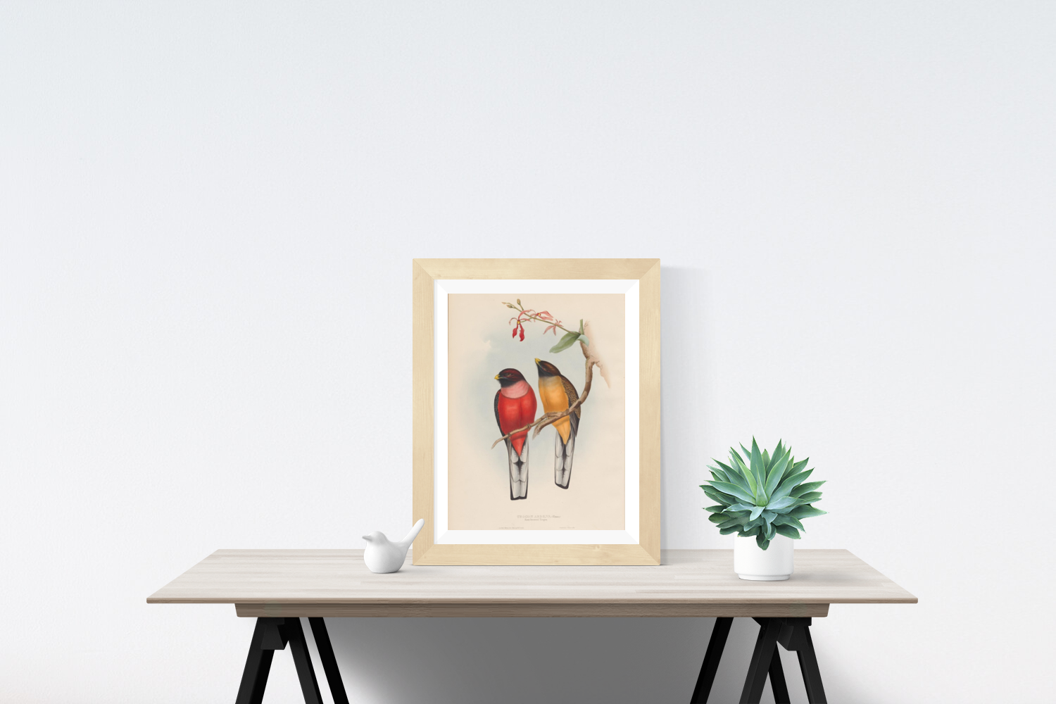 Trogon Ardens